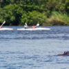Zambezi Canoe Trails - Image 8