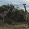 Victoria Falls Game Drives by Shearwater - Image 2