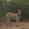 Victoria Falls Game Drives by Shearwater - Image 3