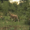 Victoria Falls Game Drives by Shearwater - Image 4