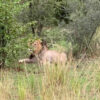 Victoria Falls Game Drives by Shearwater - Image 5