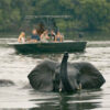 Scenic River Safaris - Image 4